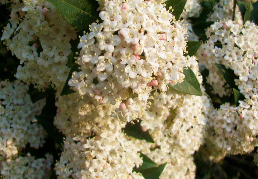 Viburnum tinus