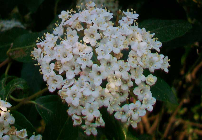 Viburnum tinus