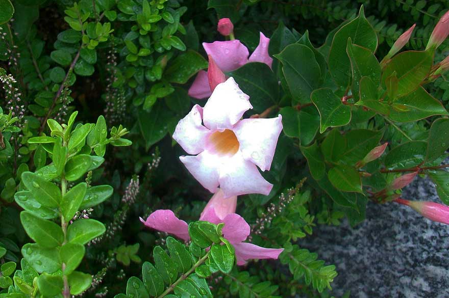 Mandevilla sanderi