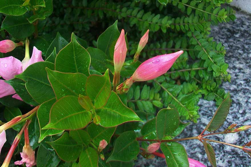 Mandevilla sanderi