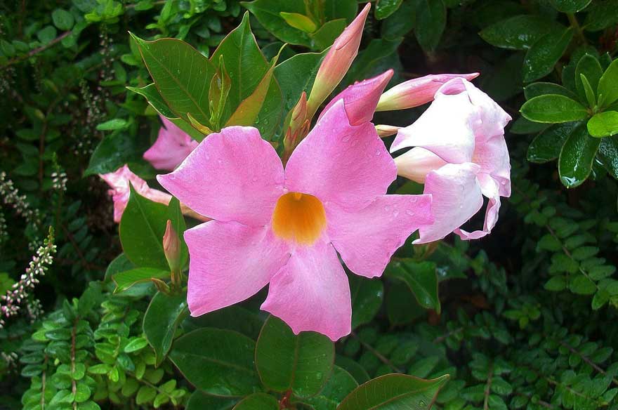 Mandevilla sanderi