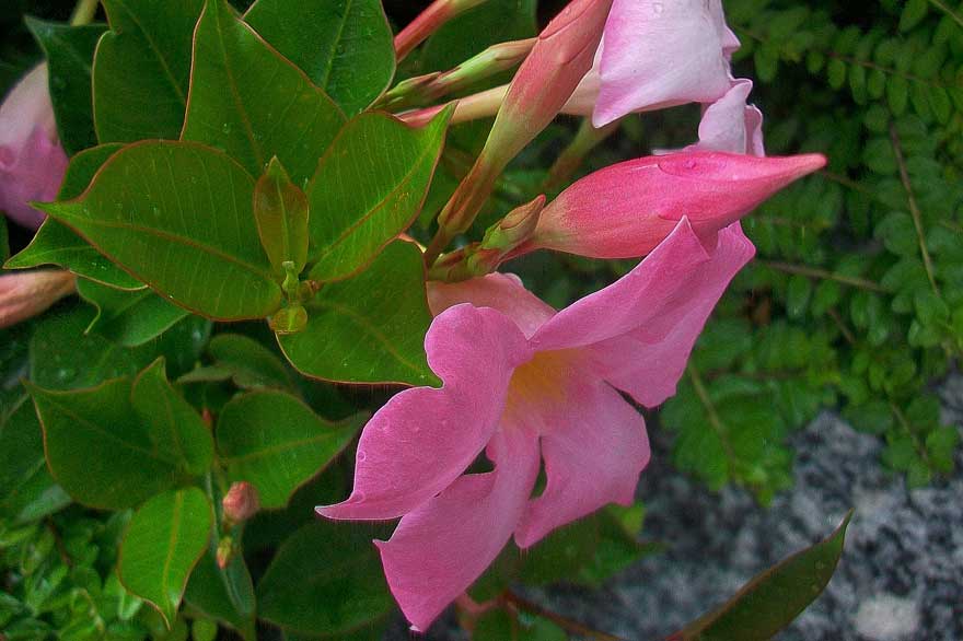 Mandevilla sanderi