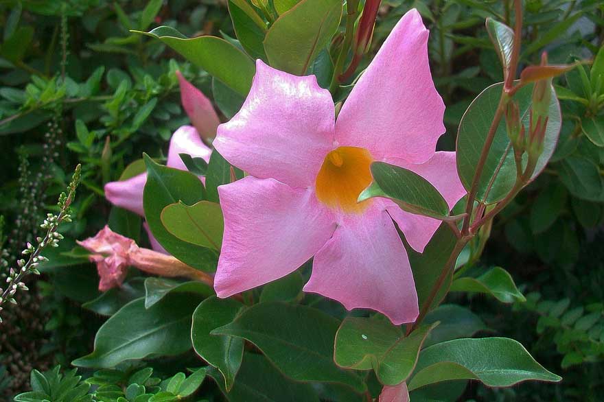 Mandevilla sanderi