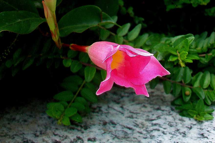 Mandevilla sanderi