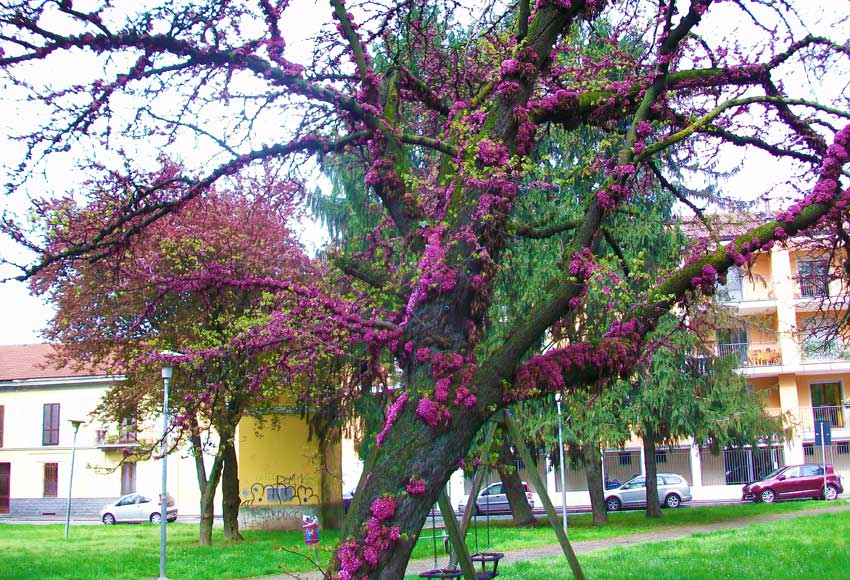 In un parco - Cercis siliquastrum