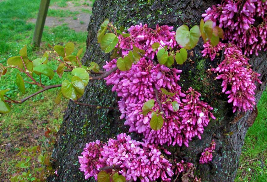 In un parco - Cercis siliquastrum