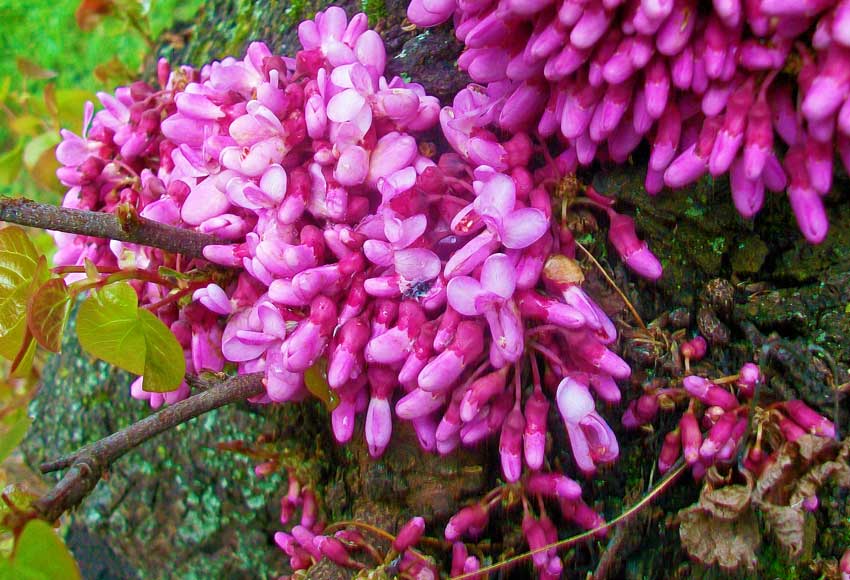 In un parco - Cercis siliquastrum