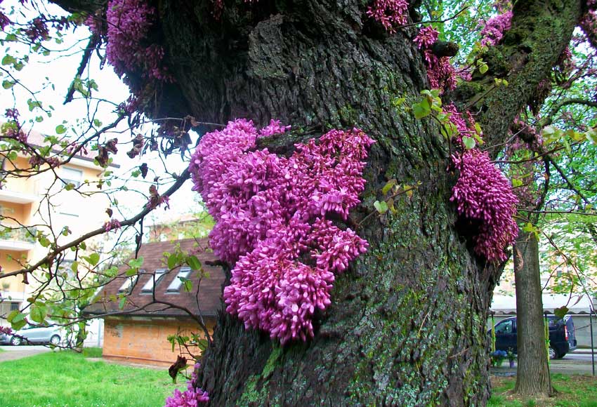 In un parco - Cercis siliquastrum