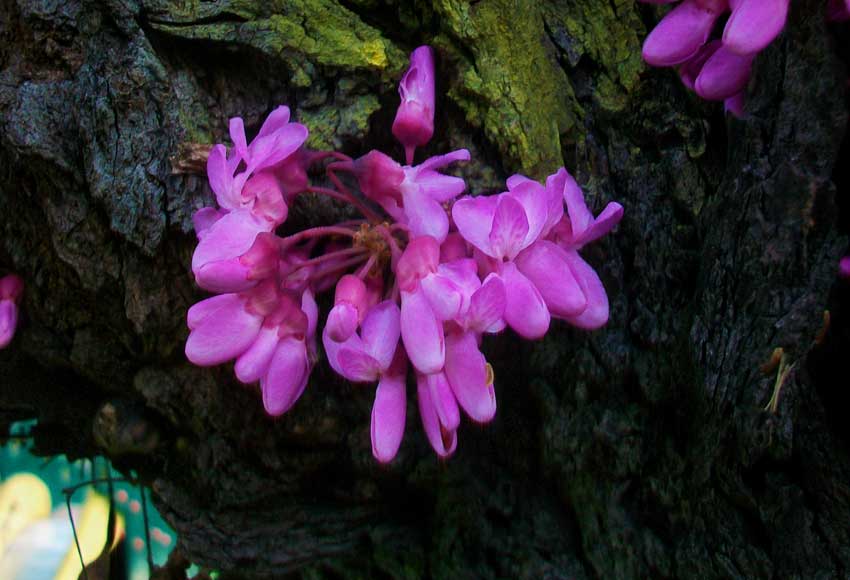 In un parco - Cercis siliquastrum