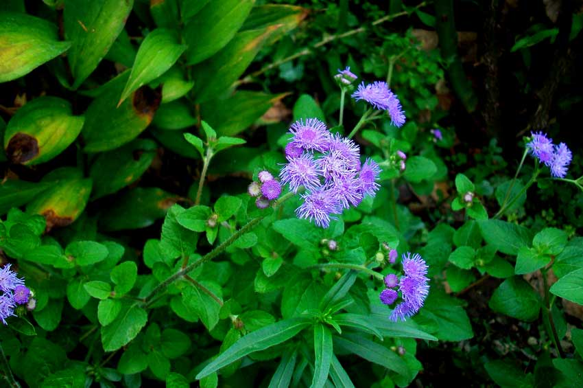 Ageratum houstonianum