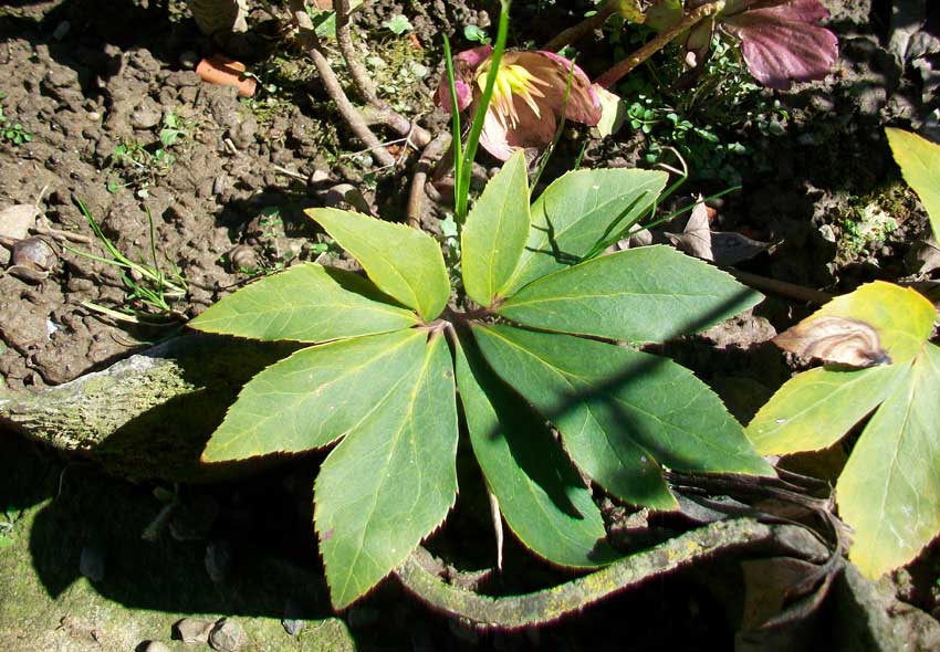 Fiore da giardino