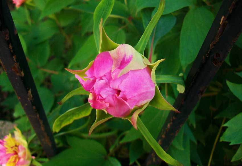 Paeonia  suffruticosa Andrews