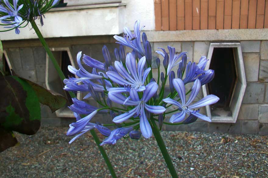 Agapanthus sp.