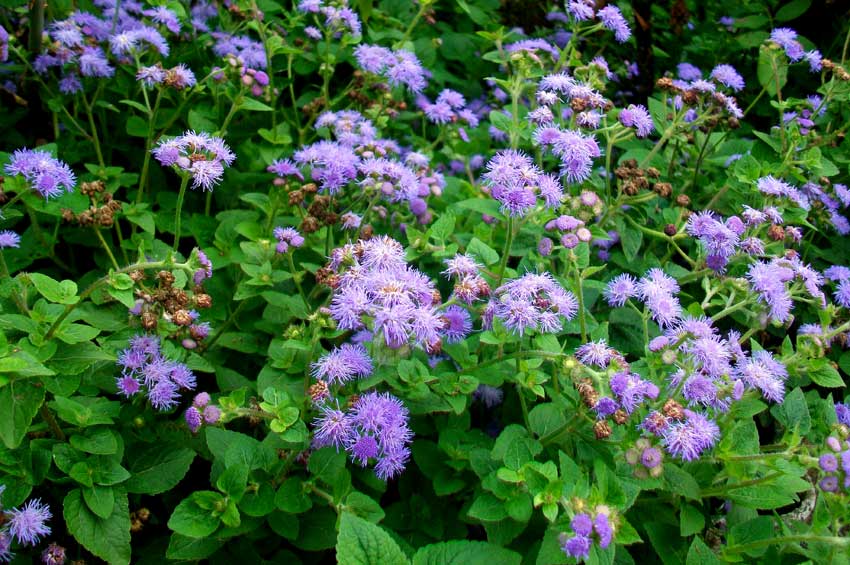 Ageratum houstonianum