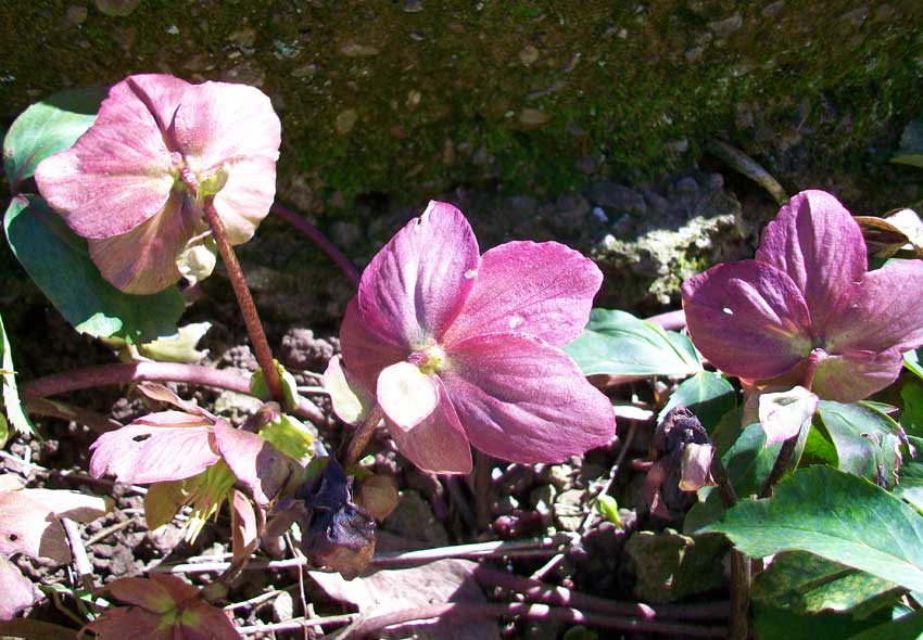 Fiore da giardino