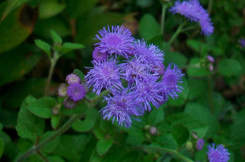 Ageratum houstonianum