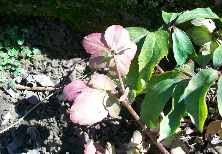 Fiore da giardino