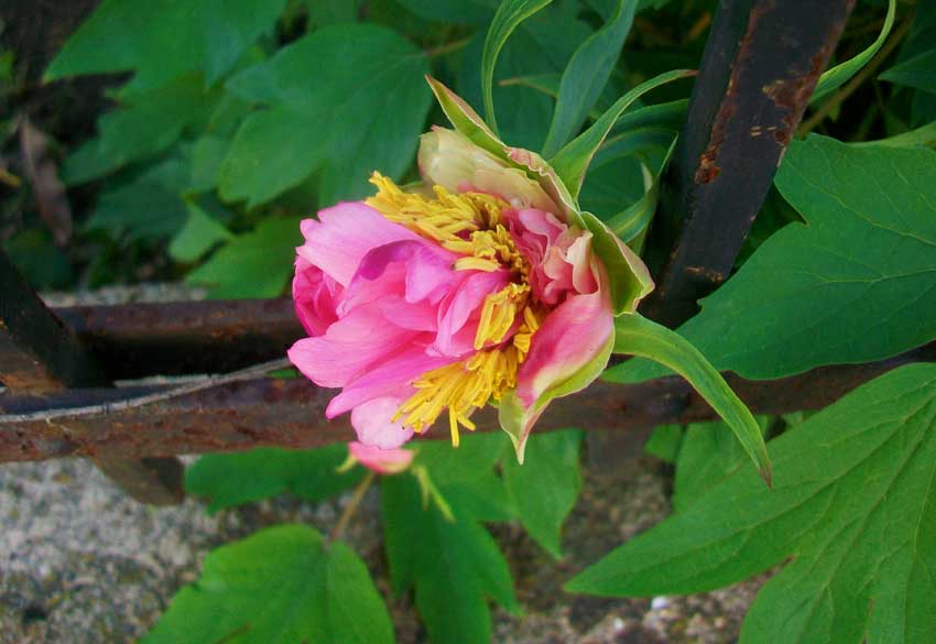 Paeonia  suffruticosa Andrews