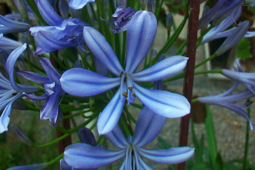 Agapanthus sp.