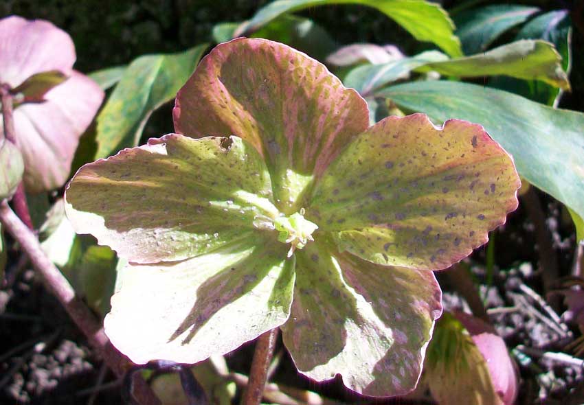 Fiore da giardino