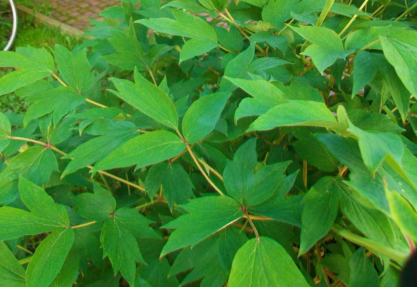 Paeonia  suffruticosa Andrews