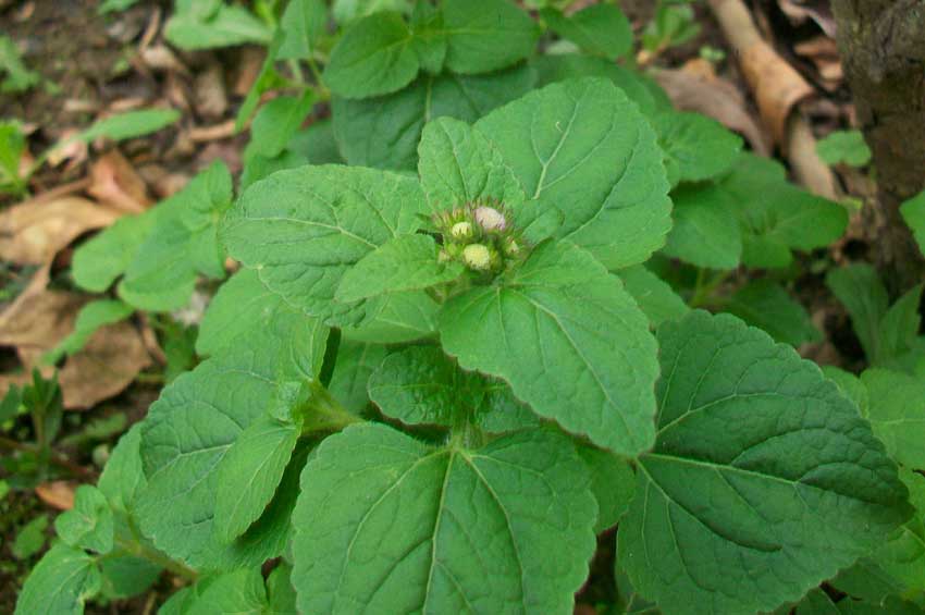 Ageratum houstonianum