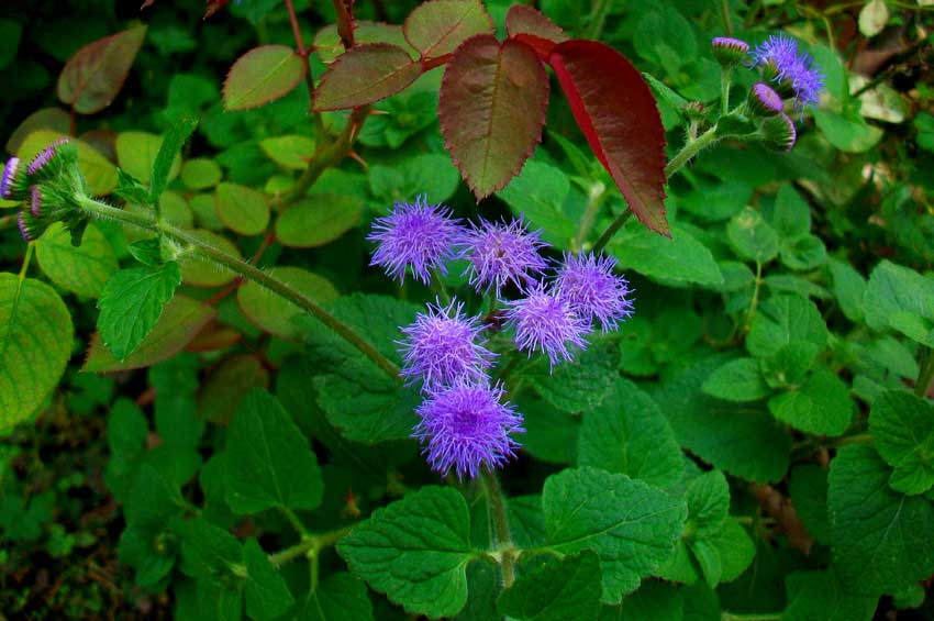 Ageratum houstonianum