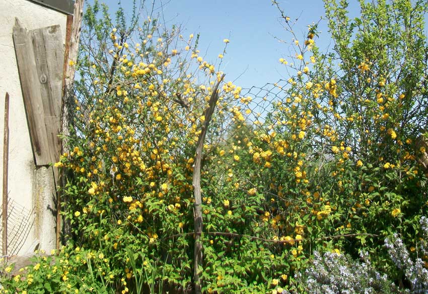 Nel giardino - Kerria japonica