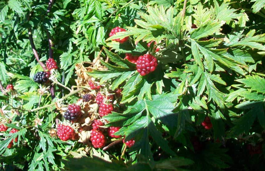 Frutto in un giardino