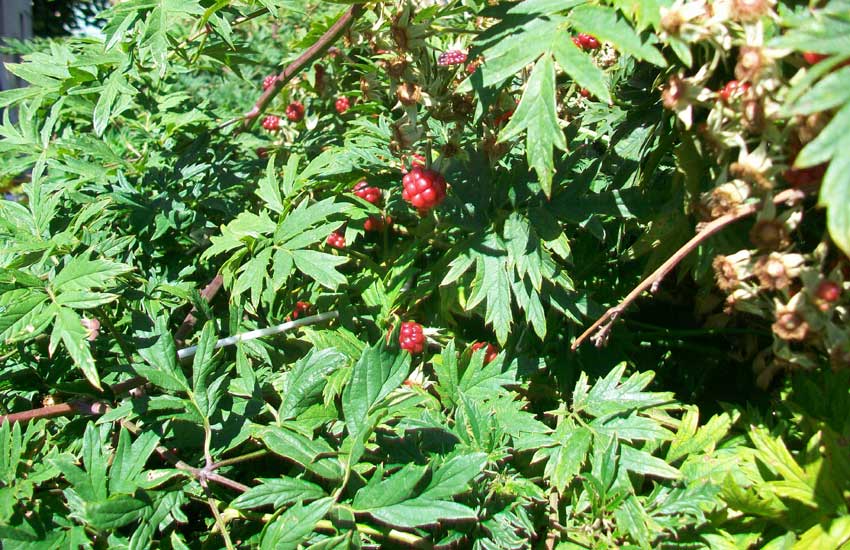 Frutto in un giardino