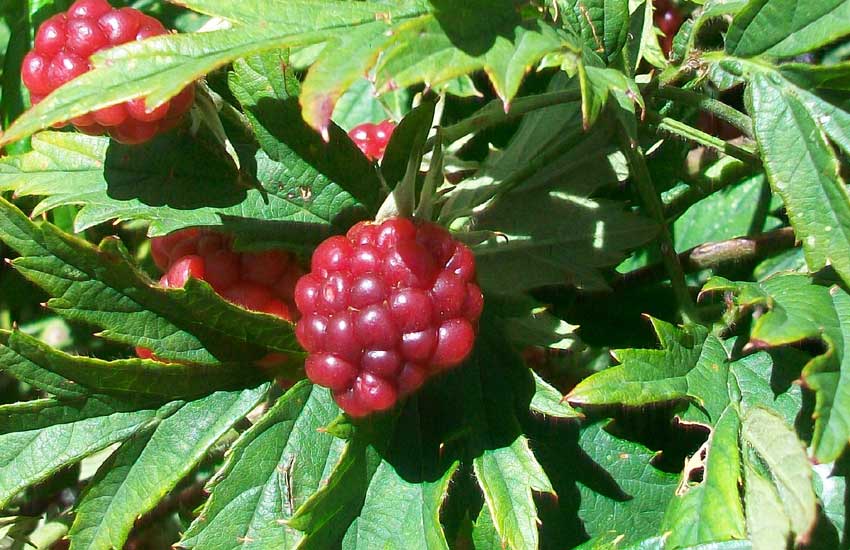 Frutto in un giardino