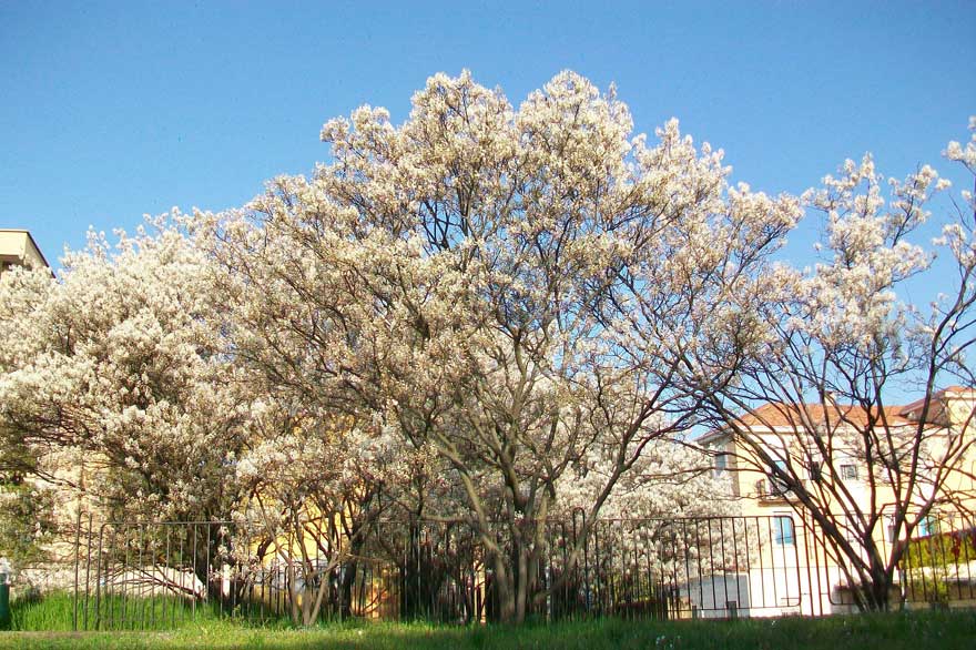 In un parchetto da identificare