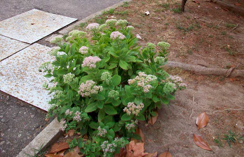 In un giardino