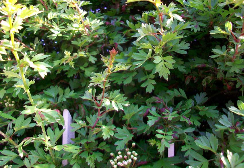 Da identificare - Crataegus sp.