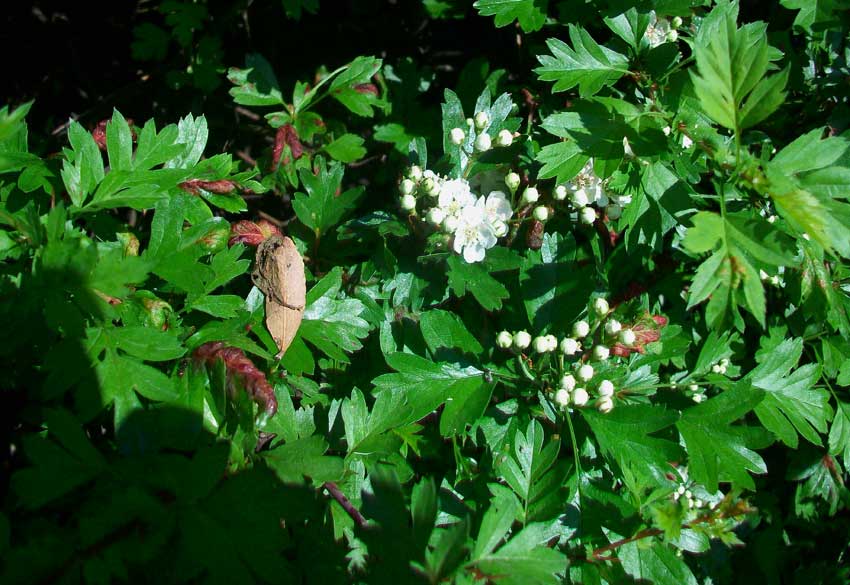 Da identificare - Crataegus sp.