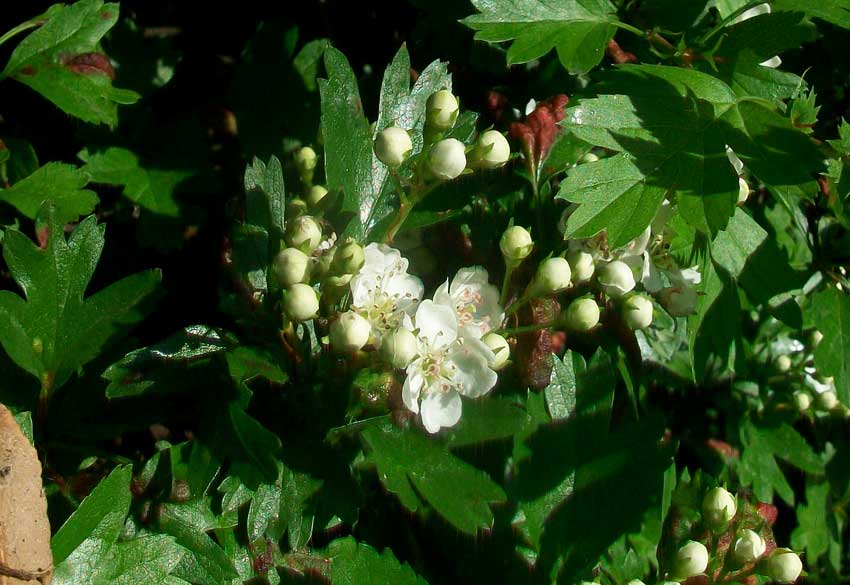 Da identificare - Crataegus sp.