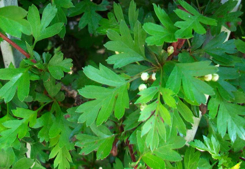 Da identificare - Crataegus sp.