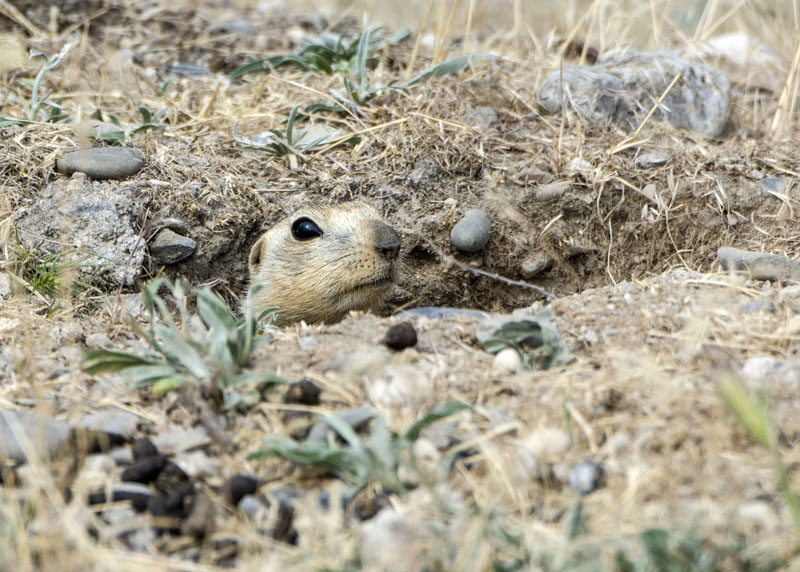 Sciuridae dall'' Uzbekistan