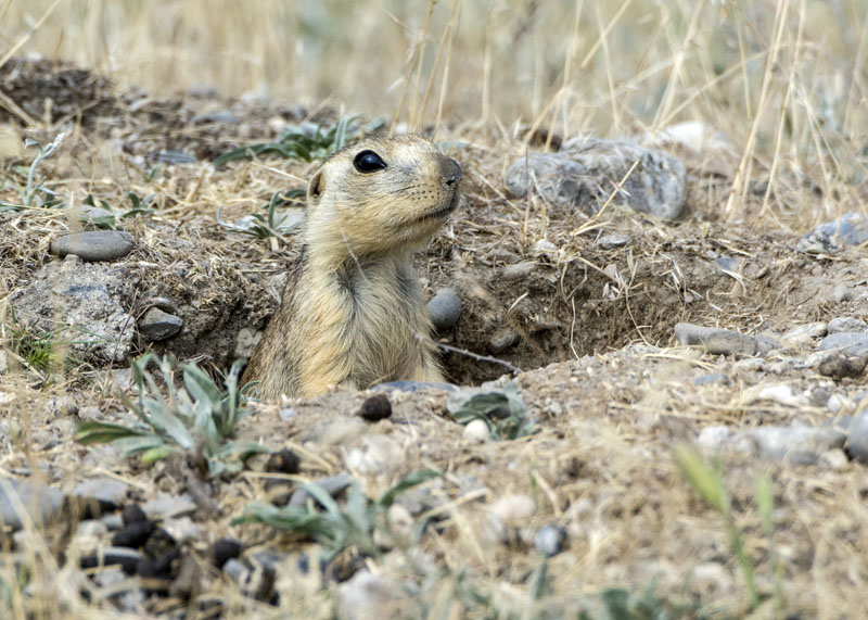 Sciuridae dall'' Uzbekistan