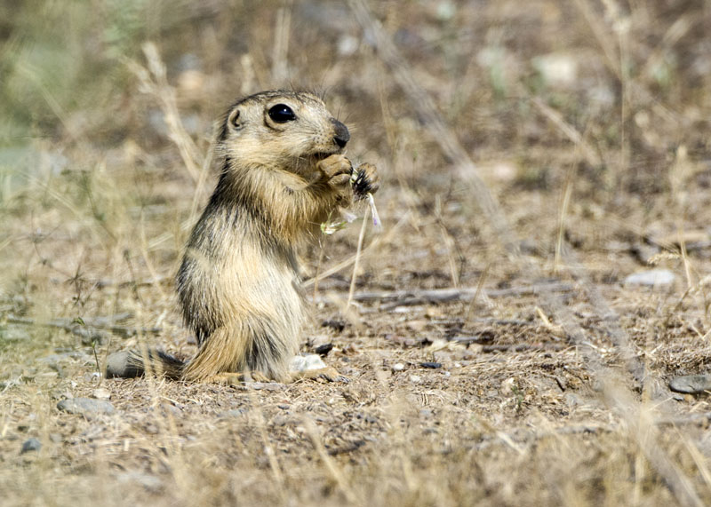 Sciuridae dall'' Uzbekistan