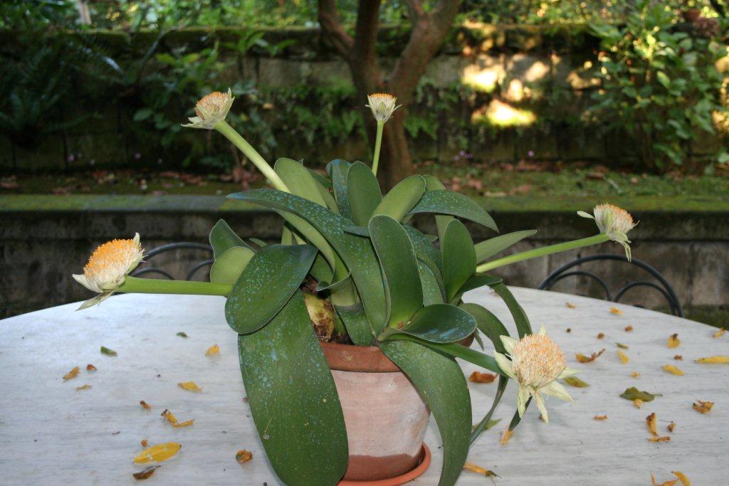 Haemanthus albiflos