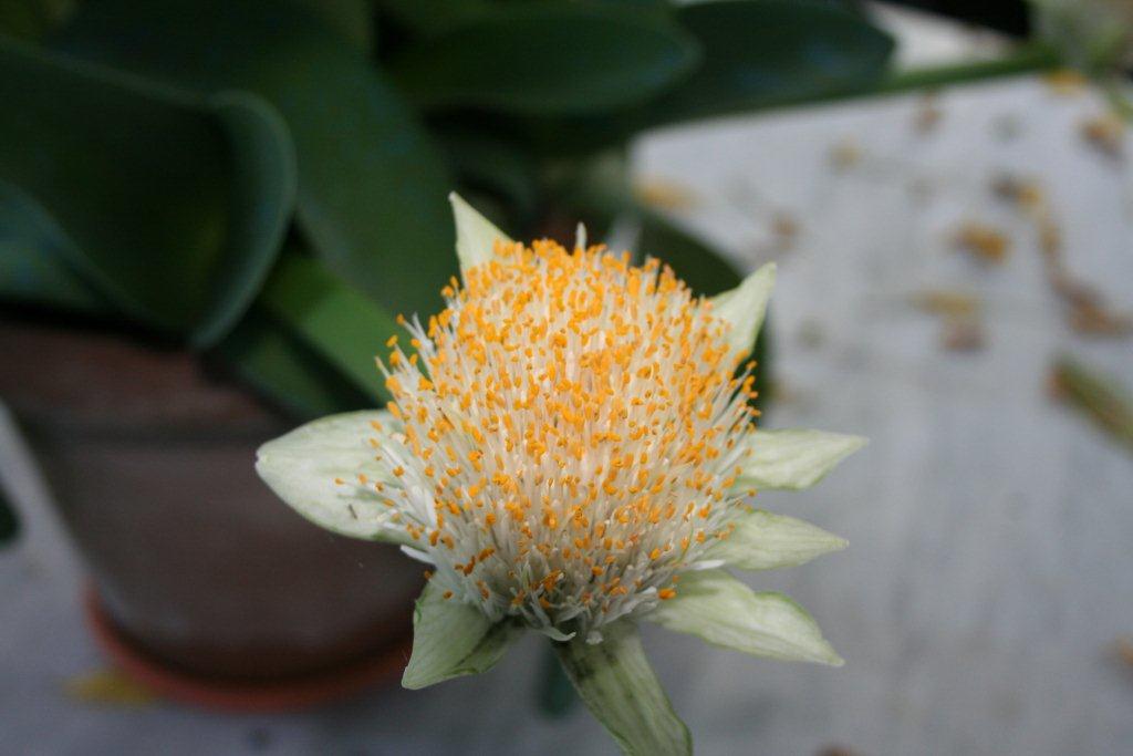 Haemanthus albiflos