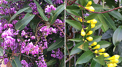 Hardenbergia violacea e Gelsemium sempervirens