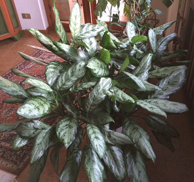 Aglaonema sp. (Araceae)