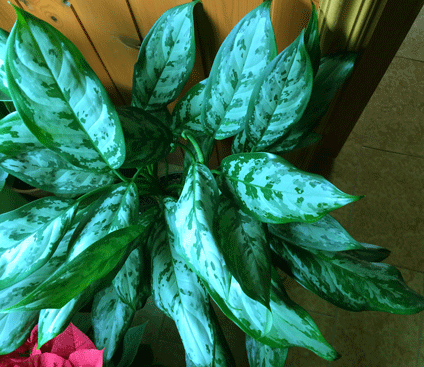 Aglaonema sp. (Araceae)