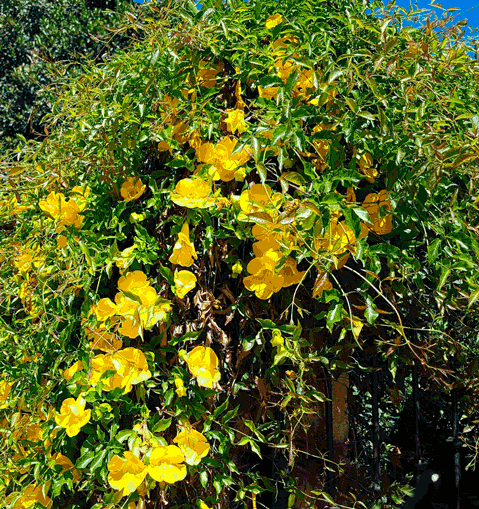 Macfadyena unguis-cati  (Bignoniaceae)