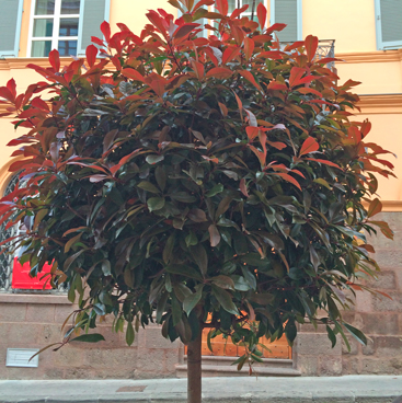 Photinia sp. (Rosaceae)