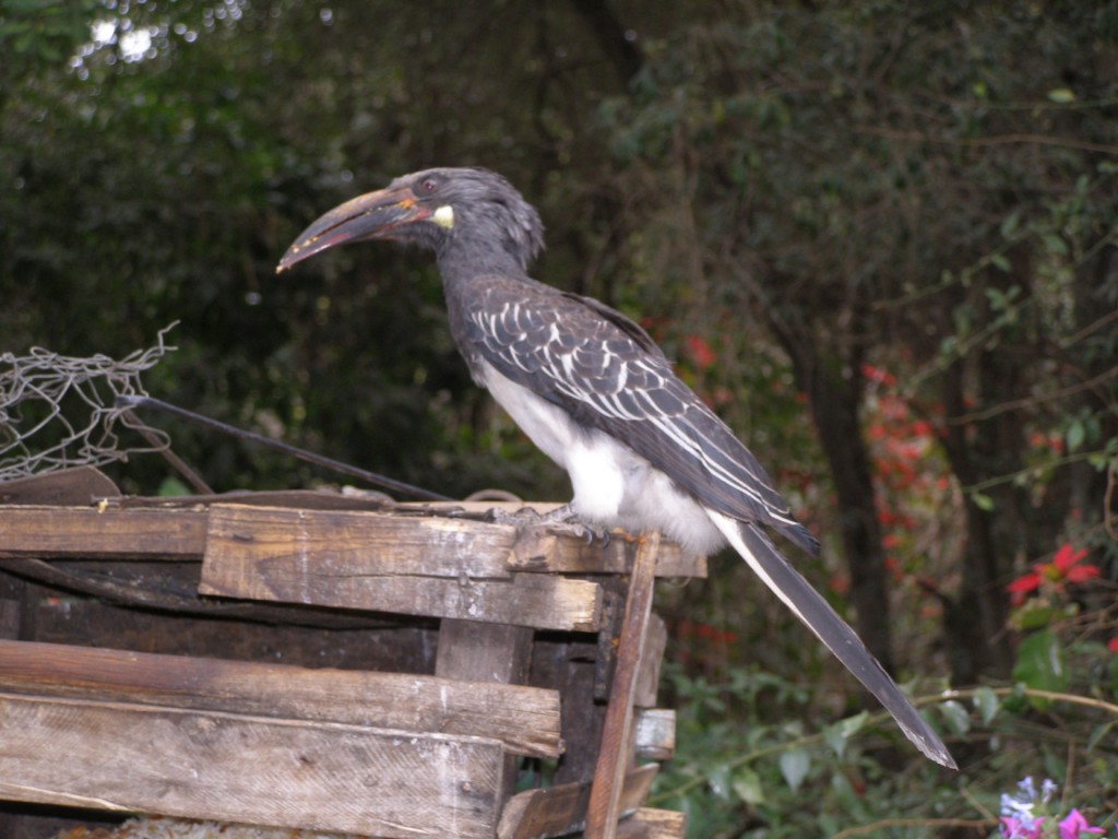 Bucerotidi da identificare