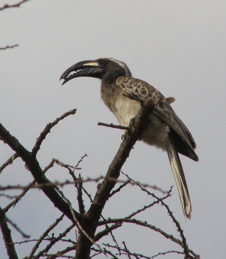 Bucerotidi da identificare