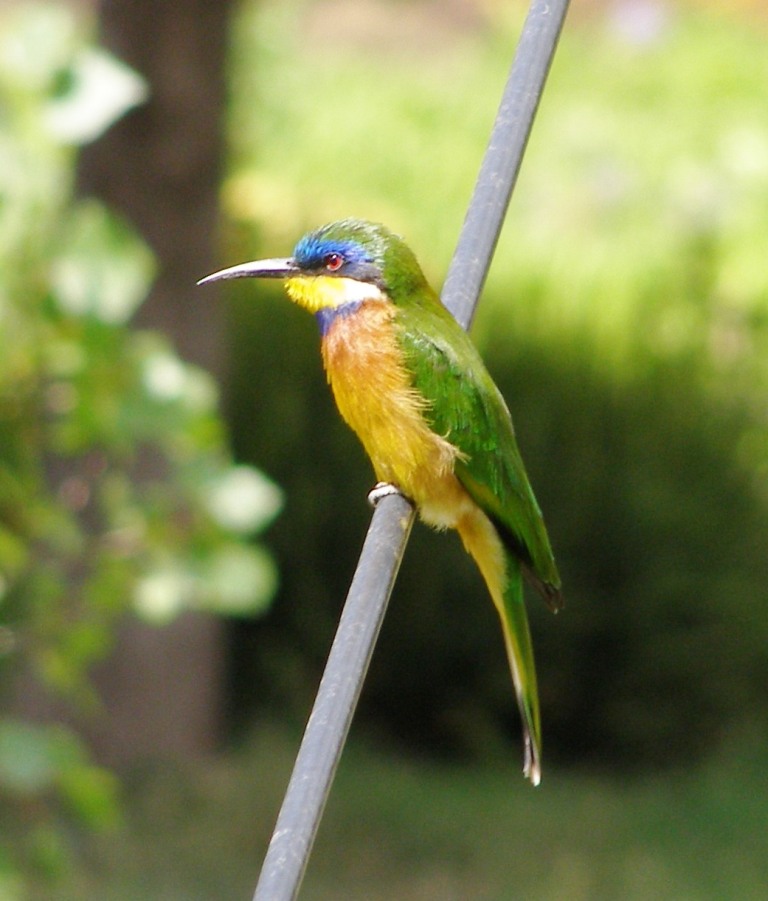 Uccelli dell''Etiopia da identificare